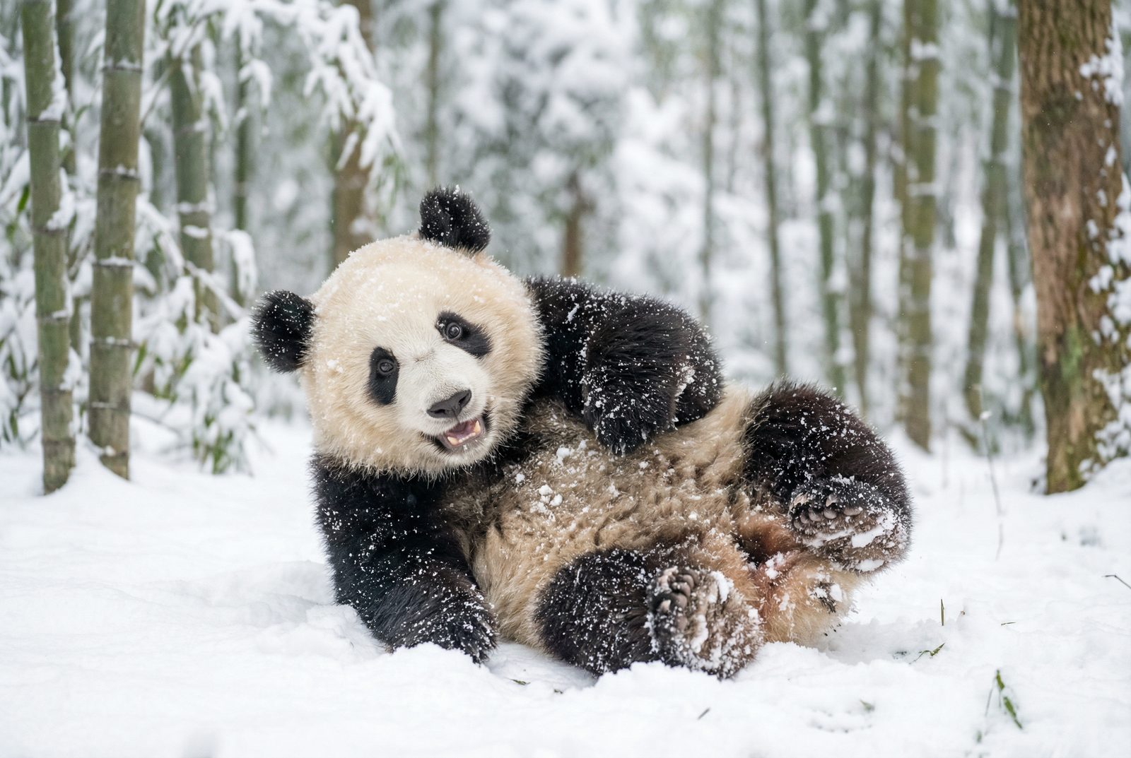 国产熊猫雪地嬉戏视频