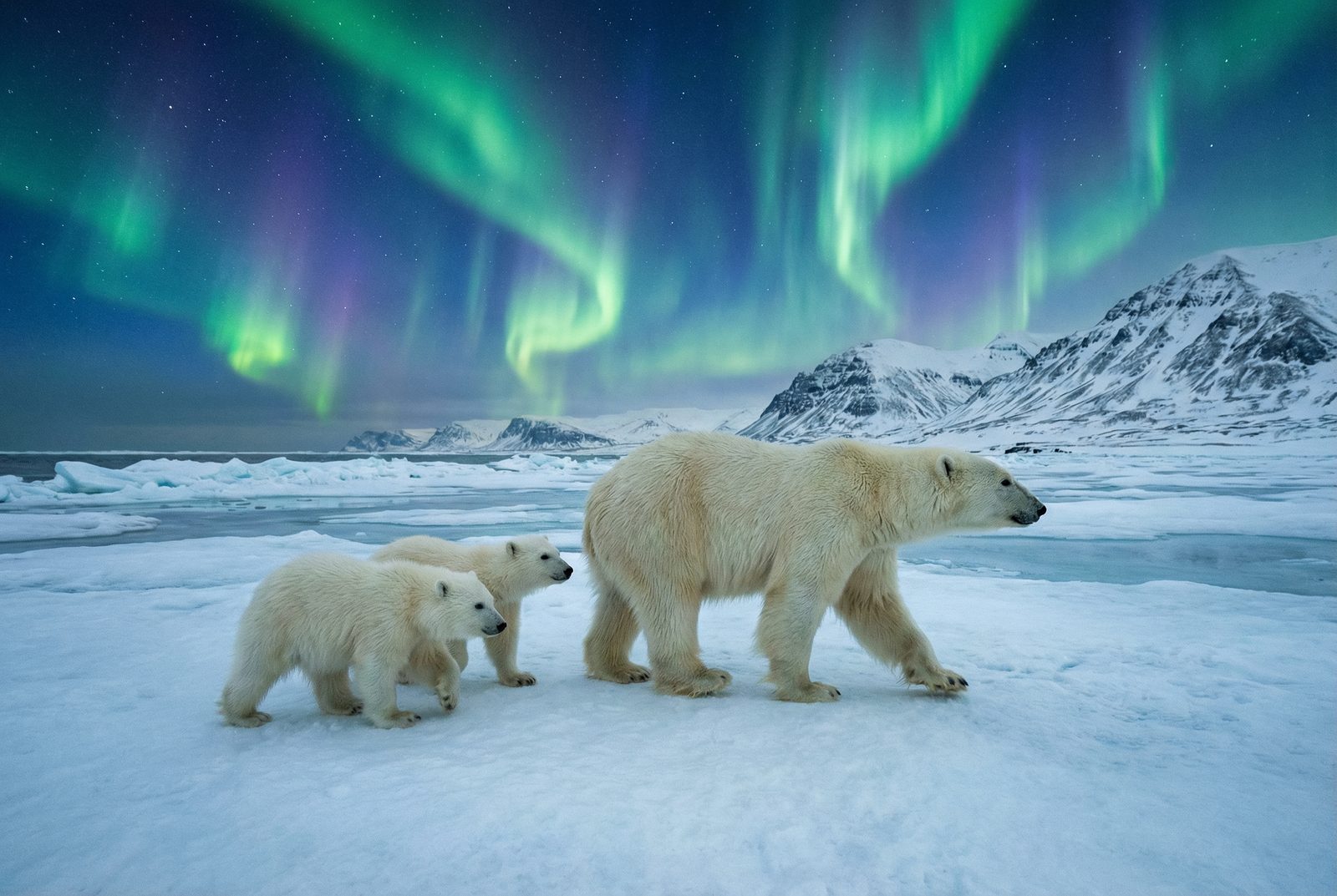 国产北极熊极光视频